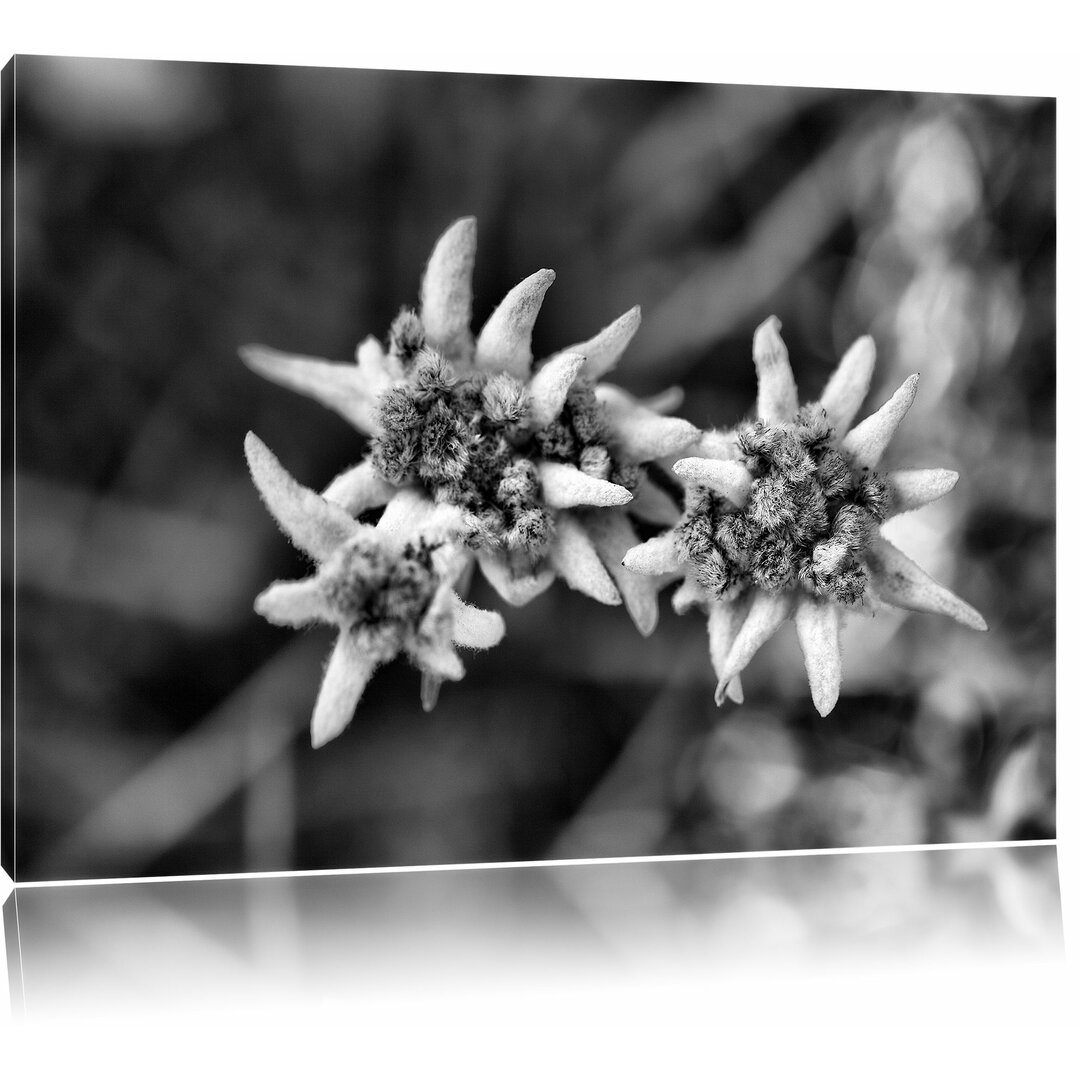 Leinwandbild Außergewöhnliche watteüberzogene Blüte in Monochrom