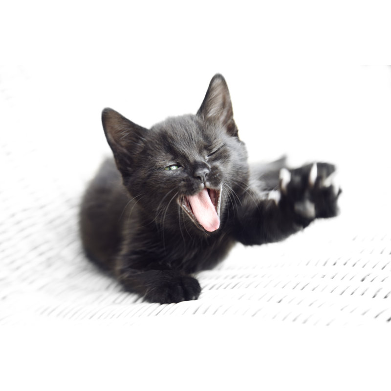 Cute Black Cat by Stocknroll, 24" H x 36" W