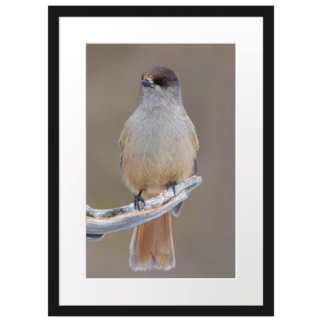 Gerahmtes Poster Kleiner Vogel auf Ast