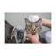 «Cute Grey Cat Bath», art mural sur toile-1243311645