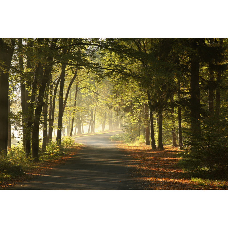 Forest Road by Aniszewski - Wrapped Canvas Print, 61cm H x 91cm W x 3.8cm D