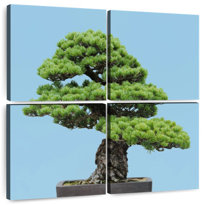 Harnek Japanese Pine Tree