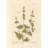 Nep or catmint (1739)