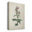 «Traditional Botanical II», impression sur toile tendue-1942529584