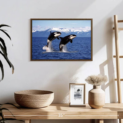 Jumping Couple Orcas