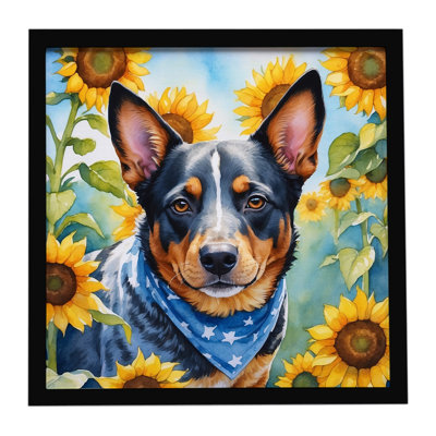Bouvier australien avec tournesols, impression sur métal encadrée
