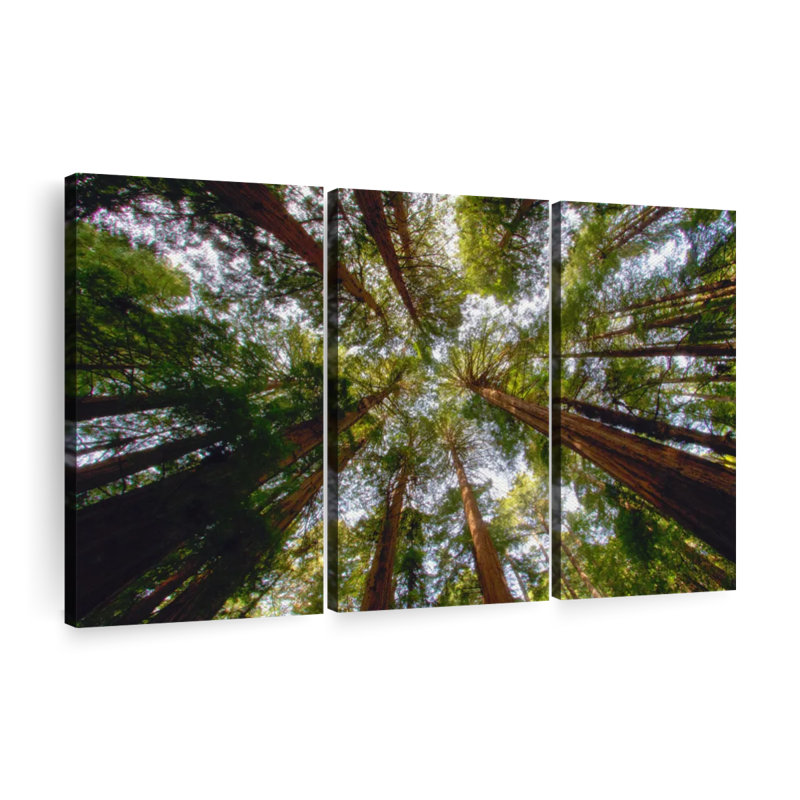 «Muir Wood California Redwoods» sur toile, H 36 po x l 57 po x P 1,25 po