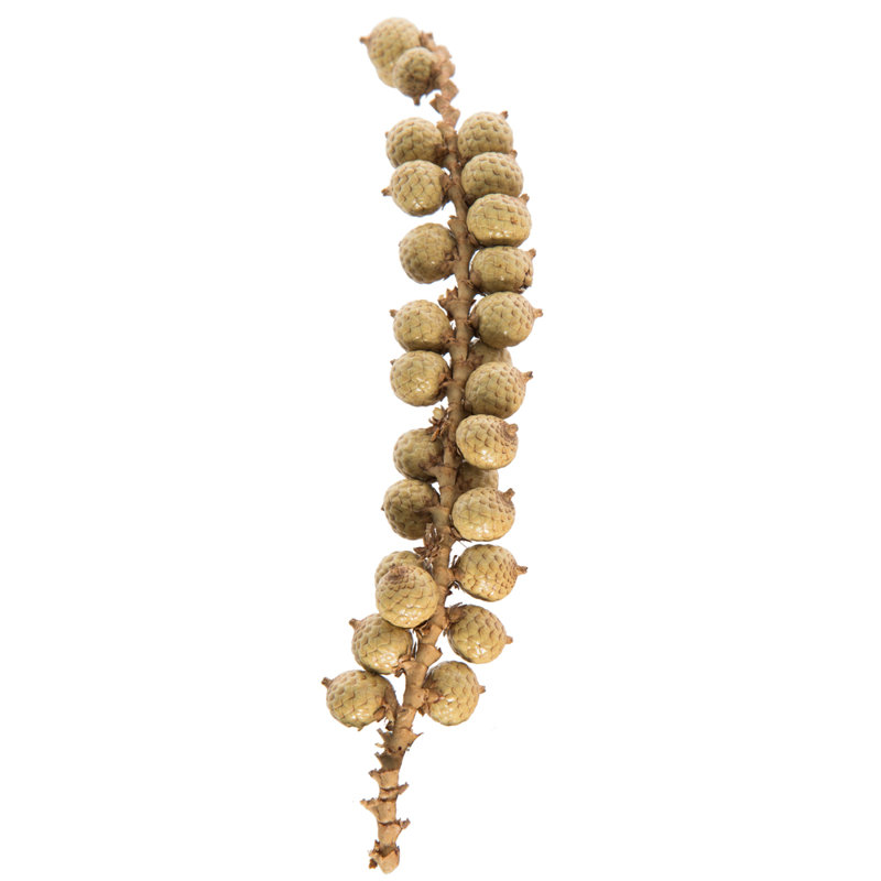 0.75'' Plant