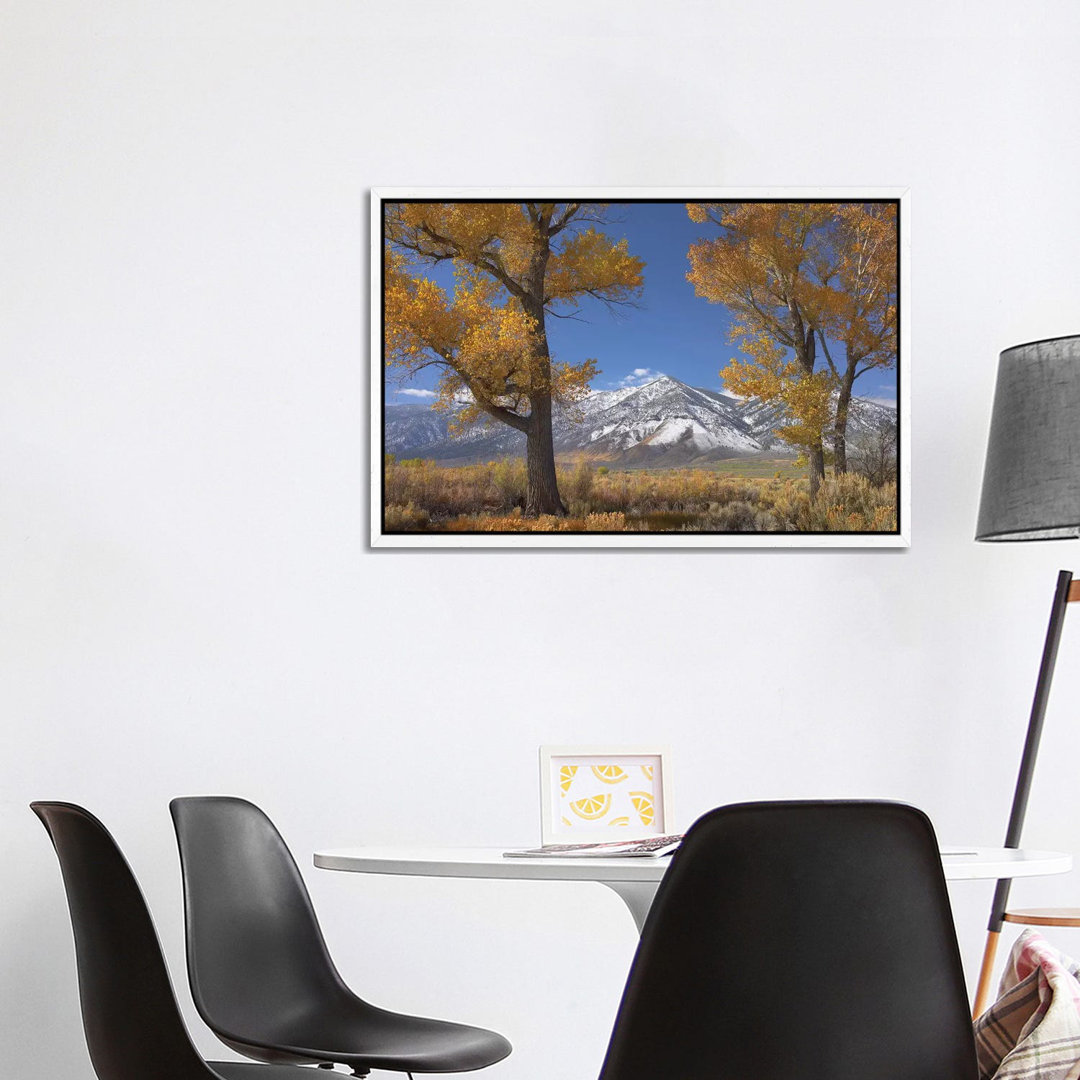 Cottonwood Trees, Fall Foliage, Carson Valley, Nevada II von Tim Fitzharris - Gallery-Wrapped Canvas Giclée on Canvas