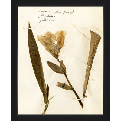 Pressed Botanical " Pressed Botanical 23 "