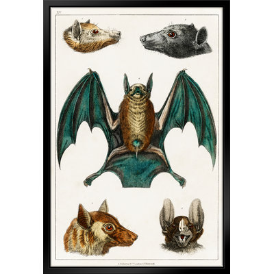" Collection Of Bats " by Stanley Print House