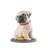 Puppie Pug