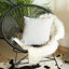 Housse de coussin en polyester -2117992446-2127500035-2127500036