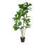 Figuier à trois branches en pot