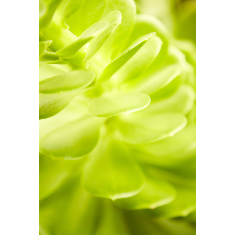 Green Succulent Plant by GSPictures - No Frame Art Prints on Canvas, 46cm H x 30cm W