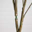 7 pi. Cornouiller artificiel