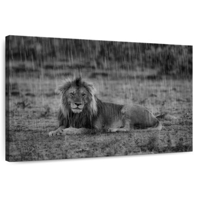 Corbeau lion safari Crowle