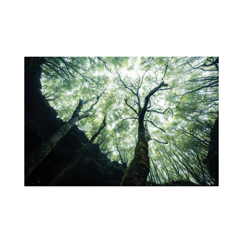 Growing towards the Light 1 Piece Wrapped Canvas Wall Art, 66.04 cm H x 45.72 cm W x 1.91 cm D