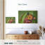 Monarque et chenille-1514509619