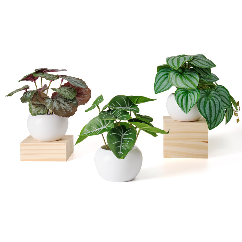 Topiaire 5,9 po Philodendron en pot en céramique pour bureau ou tablette