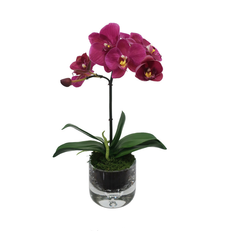 ORCHID PHALAENOPSIS IN GLASS