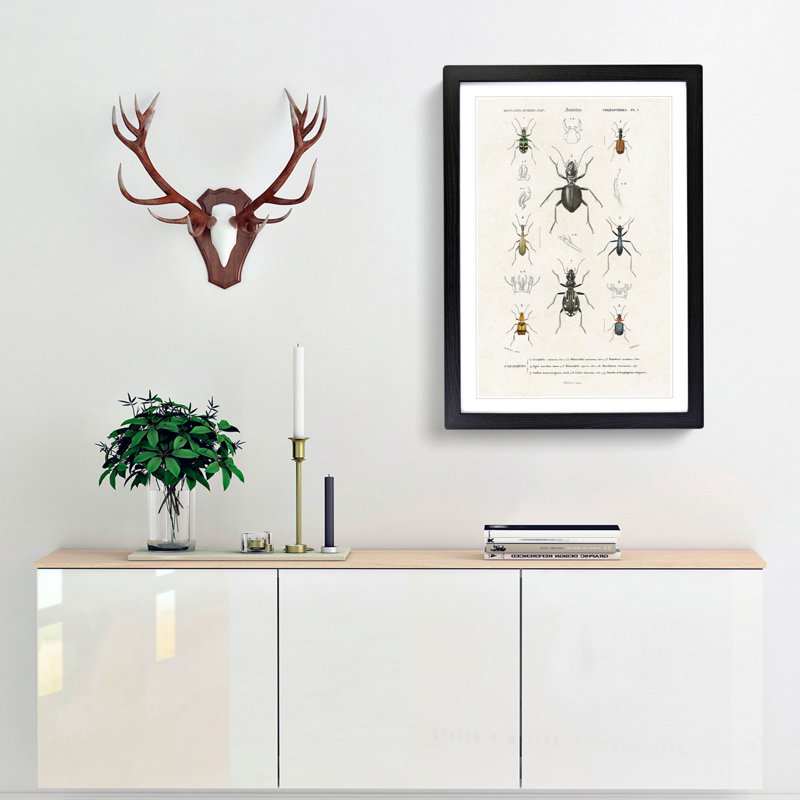 Beetle Illustrations PL.1 by Charles D'Orbigny - Single Picture Frame Print, Black Framed, 45cm H x 33cm W x 2cm D