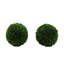 Buis de plantes en faux conserve