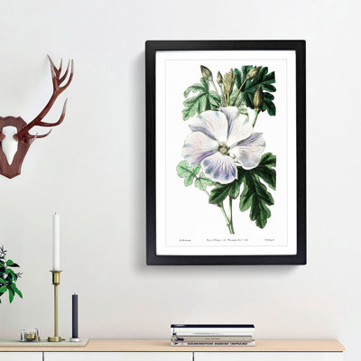 White Hibiscus Flower - Framed Print