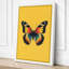 Specimen Butterfly Modern - Wrapped Canvas-1233736340-1233736342
