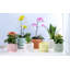 Pot de fleurs en forme de goutte de pluie pour orchidées - Petit pot en terre cuite couleur sable - Intérieur/Extérieur-2063958763-2063958762
