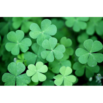 Three Leaf Clovers - Wrapped Canvas Print