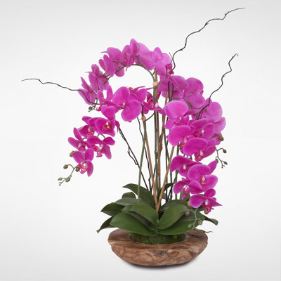 Orchid Arrangement in Pot