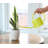 Live Variegated Snake Plant Set