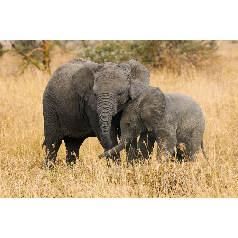 «Two Brother Elephants» par Lucaar - photographie sur toile tendue, L 48 po x H 32 po