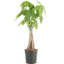 Costa Farms Indoor Pachira Braid Money Tree House Plant in 4-inch Nursery Pot