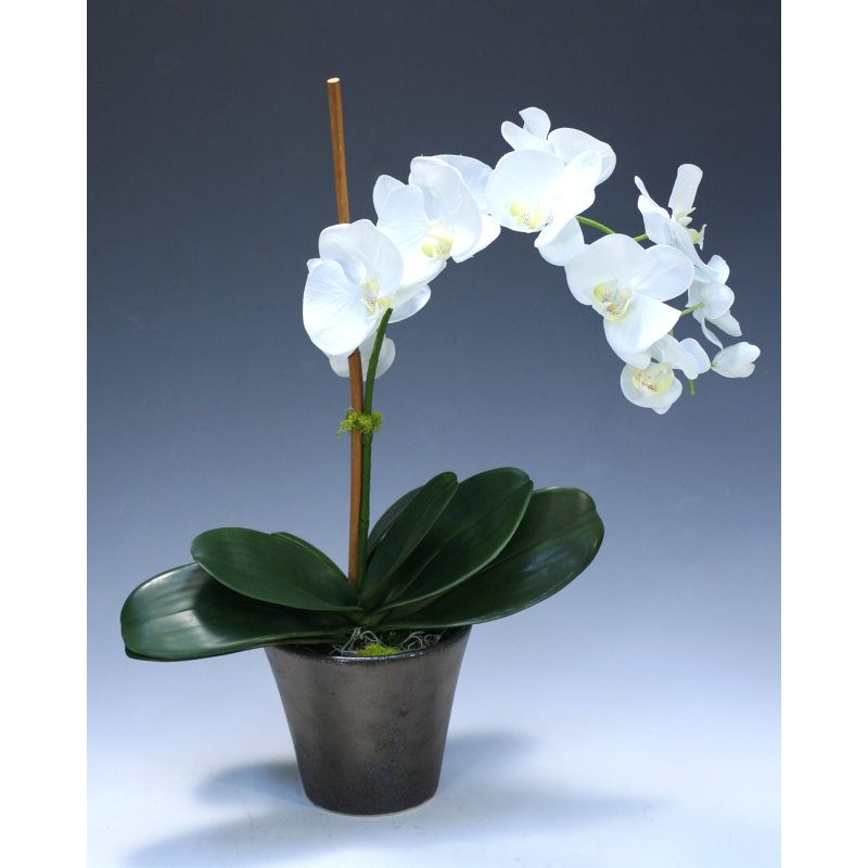Pot de orchidées de bureau phalaenopsis