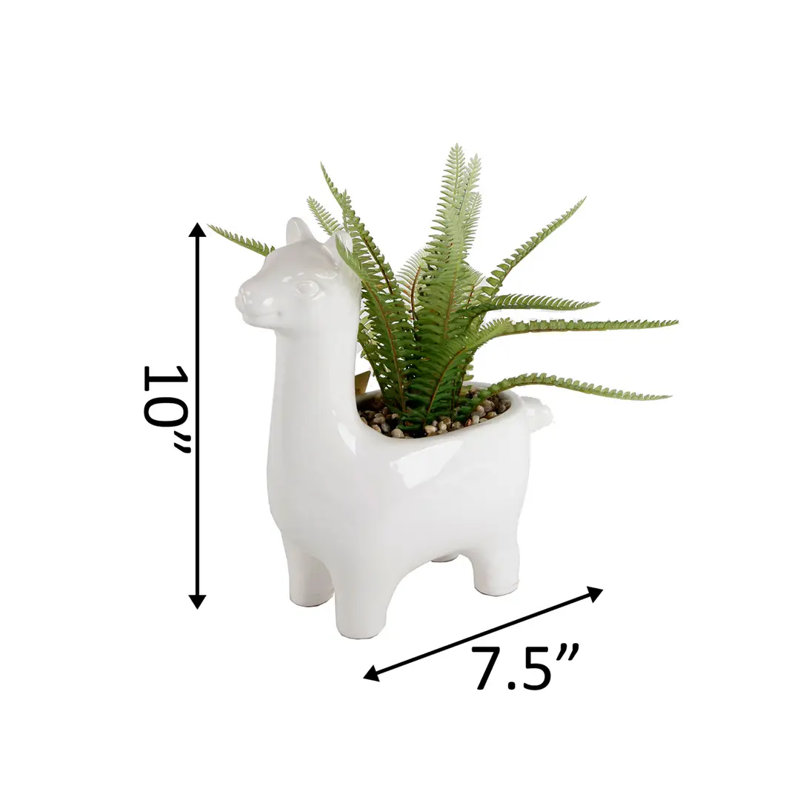 Md Fern White Llama