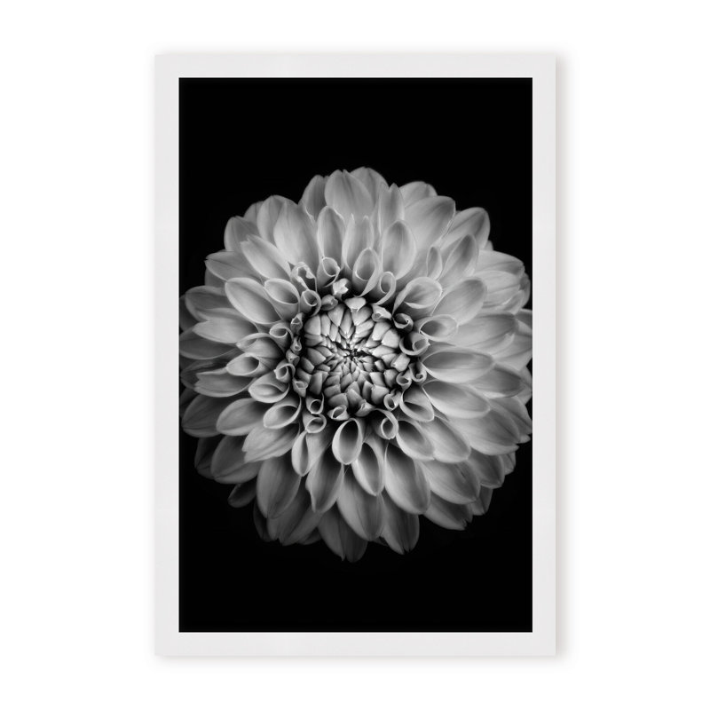 Nature Inspired Marigold by  - Picture Frame Photograph on Paper, 48" H x 32" W x 1.125" D, Black, Framed Matted Print