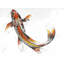 Butterfly Koi Fish Print On Canvas