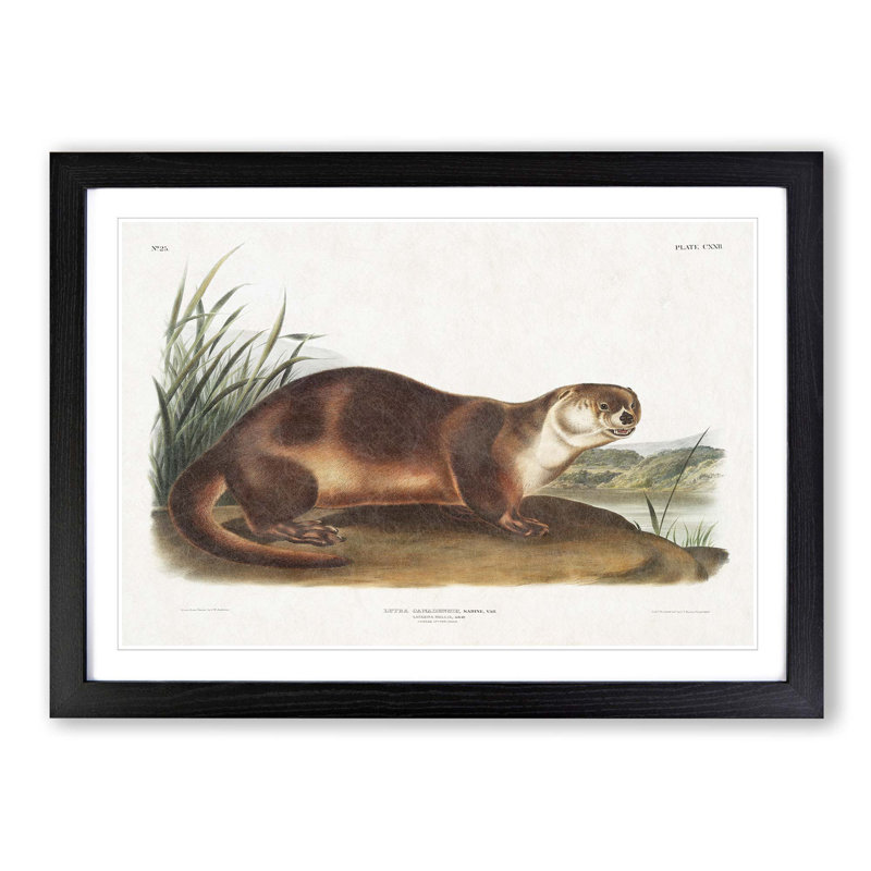 Canadian Otter by J.W. Audubon - Picture Frame Painting Print on MDF, 48cm H x 65cm W x 2cm D, Black Framed