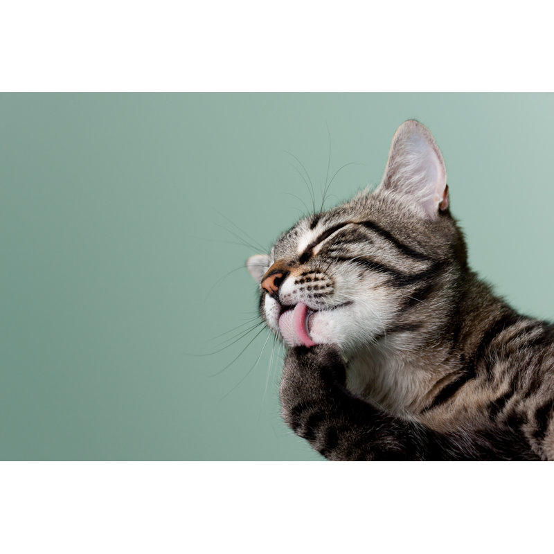 Cat Grooming - Wrapped Canvas Print, 30.48cm H x 45.72cm W