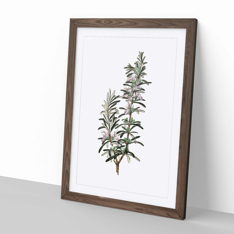 Rosemary Illustration - Picture Frame Graphic Art Print, 76cm H x 50cm W x 2cm D, Walnut