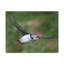 «Atlantic Puffin Atlantic Cuffin at Hunt», reproduction d'art mural-1702399107
