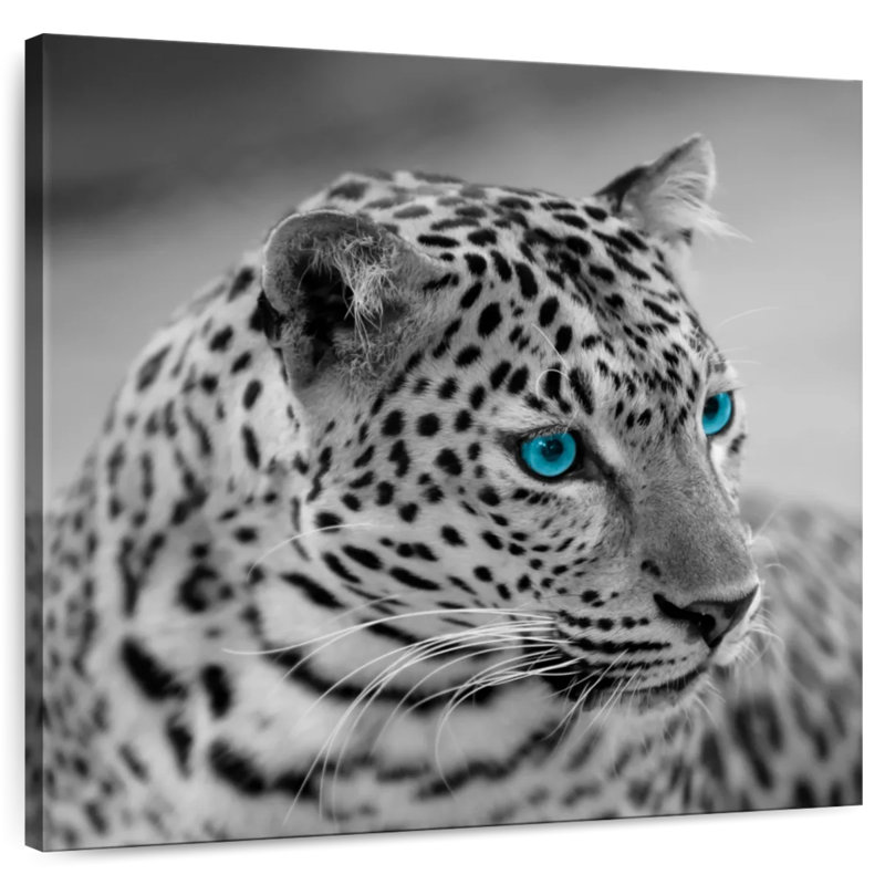 Crowle Jaguar Eye Pop