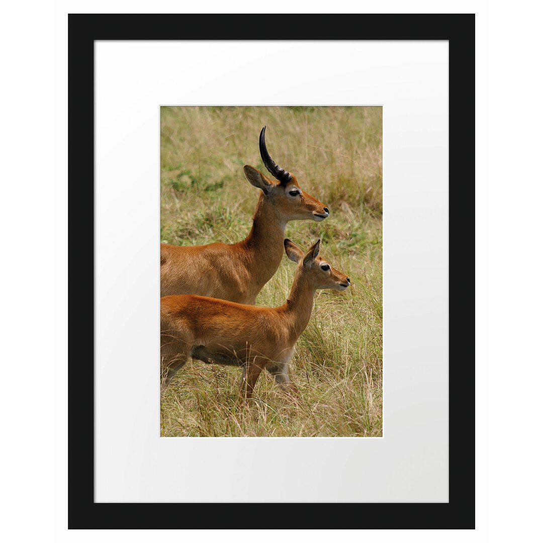 Gerahmtes Poster Dorkasgazelle mit Jungtier