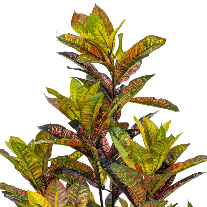  36 po. Plante en pot Croton., H 48 po x l 20 po x P 20 po