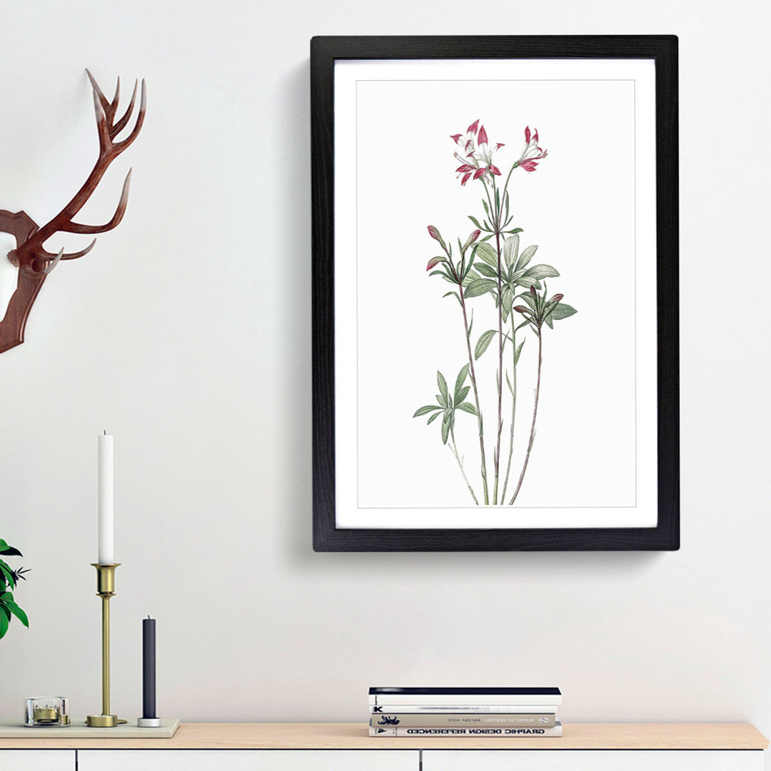 Lily of the Incas by Pierre-Joseph Redoute - Picture Frame Painting Print