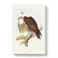 White Breasted Sea Eagles by Elizabeth Gould - Wrapped Canvas-55305473