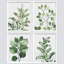 «Green Pastel Forest Fern Leaf», reproduction encadrée de 4 pièces-90605185-90605188