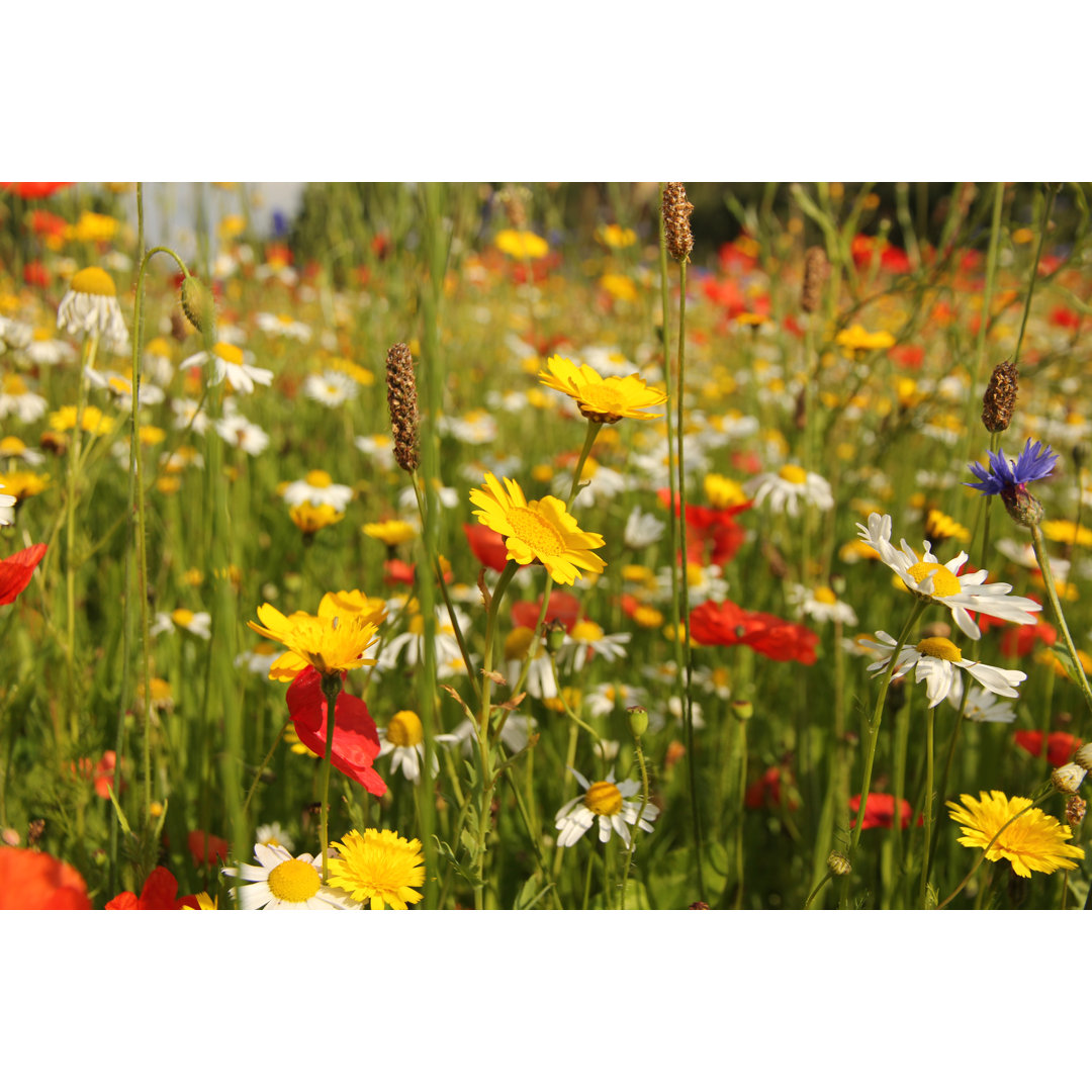 Leinwandbild Wild Flowers in Meadow